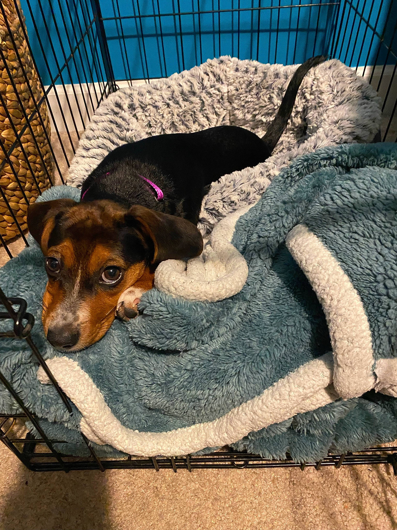 Jada is registered to the contest to win money with this photo: canidae, carnivore, comfort, companion_dog, dog, dog_breed, dog_supply, fawn, fence, guard_dog, hound, liver, mesh, paw, pet_supply, pinscher, snout, sporting_group, working_animal, working_dog