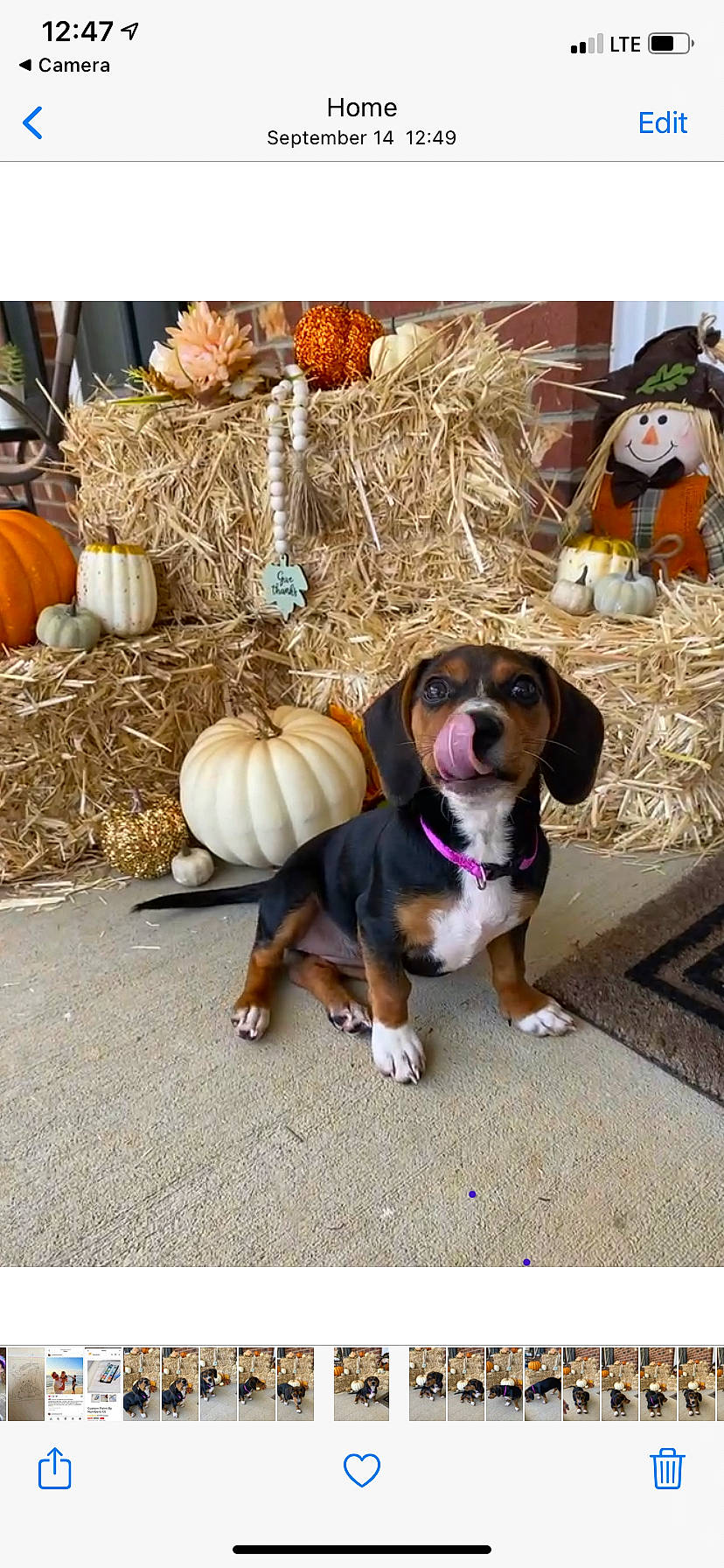 Jada joined the competition — help win amazing prizes! canidae, carnivore, collar, companion_dog, dog, dog_breed, dog_collar, dog_supply, event, fashion_accessory, fawn, fur, leash, paw, pet_supply, scent_hound, sporting_group, wood, working_animal, working_dog