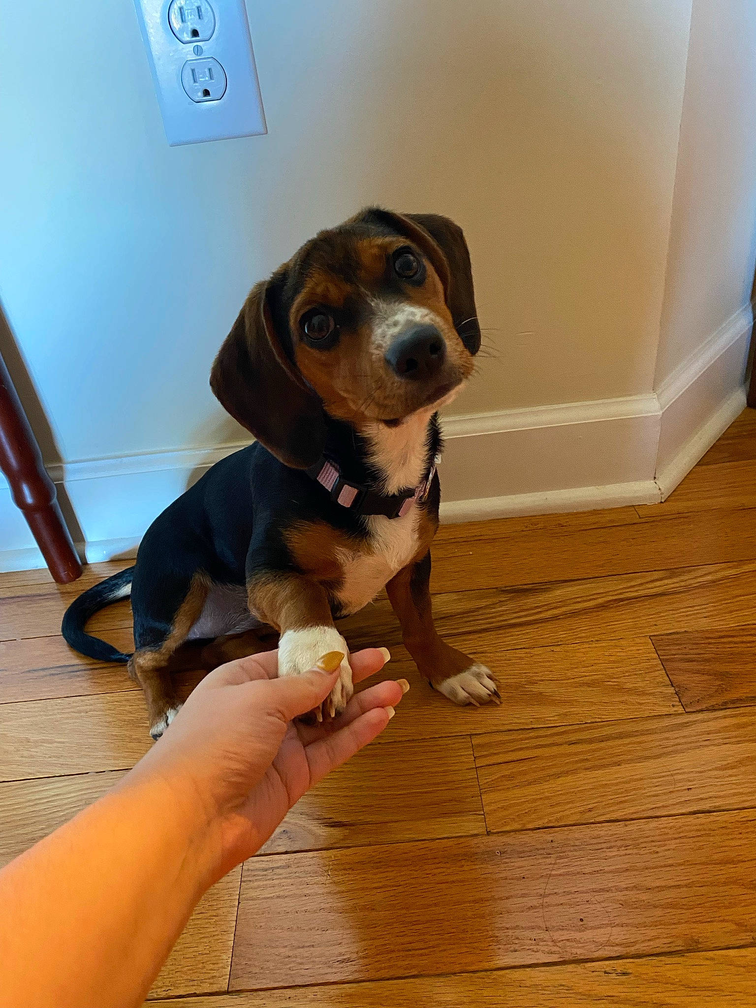 Jada is registered to the contest to win money with this photo: beaglier, canidae, carnivore, collar, companion_dog, dog, dog_breed, dog_collar, fawn, flooring, hardwood, hound, personal_protective_equipment, scent_hound, snout, sporting_group, varnish, wood, wood_flooring, working_animal