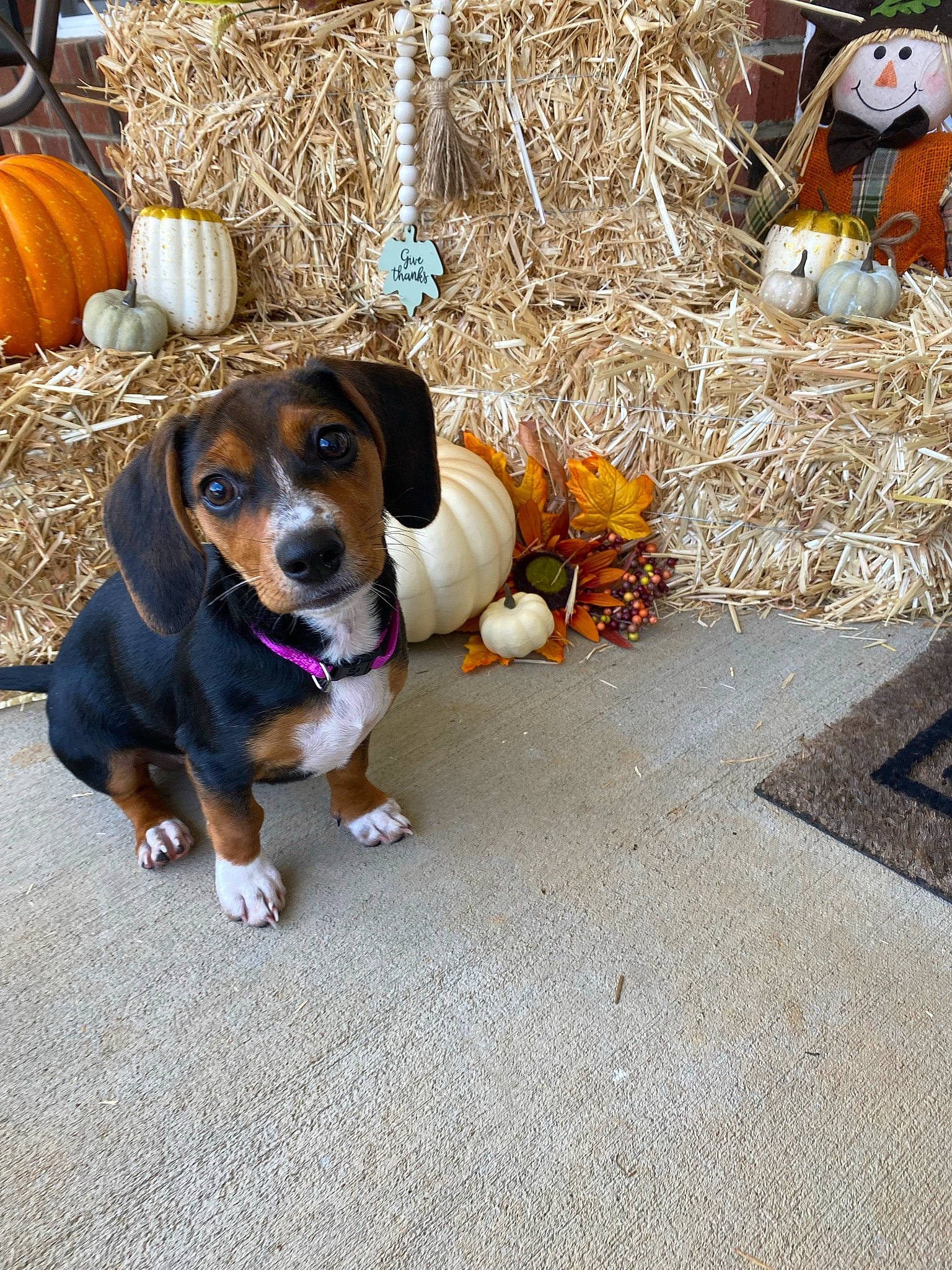 Jada is registered to the contest to win money with this photo: barrel, carnivore, collar, companion_dog, dog, dog_breed, dog_supply, fur, hound, hunting_dog, leash, paw, scent_hound, sporting_group, working_animal, working_dog