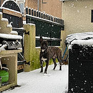 Raven a rejoint le concours — aidez-le/la à gagner de superbes lots ! animal, backyard, canine, cold, daylight, dog, fence, fur, gate, house, nature, outdoor, pet, quiet, snow, snow_covered, snowfall, standing, winter, yard