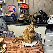 Ginger a rejoint le concours — aidez-le/la à gagner de superbes lots ! cabinet, cat, chair, clock, countertop, curious, domestic, feline, food_container, ginger_cat, glass, indoor, kitchen, mixer, napkin, pet, tabby_cat, table, utensil, wooden_table