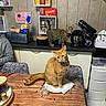cabinet, cat, chair, clock, countertop, curious, domestic, feline, food_container, ginger_cat, glass, indoor, kitchen, mixer, napkin, pet, tabby_cat, table, utensil, wooden_table