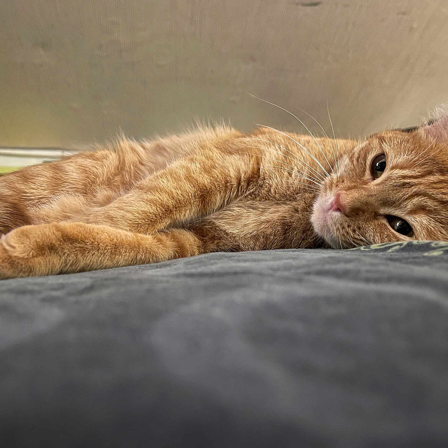 Ginger