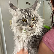 Roux joined the competition — help win amazing prizes! cat, maine_coon, tabby_cat, yellow_eyes, long_fur, fluffy, pet, indoor, person, holding, arm, pink_shirt, door, sign, whiskers, face, fur, animal, cute, domestic_cat