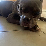 Willow joined the competition — help win amazing prizes! dog, pet, animal, lying_down, floor, tile_floor, closeup, indoor, brown_dog, resting, canine, one_eye_closed, relaxed, muzzle, paw, ears, snout, domestic_animal, sleepy, companion