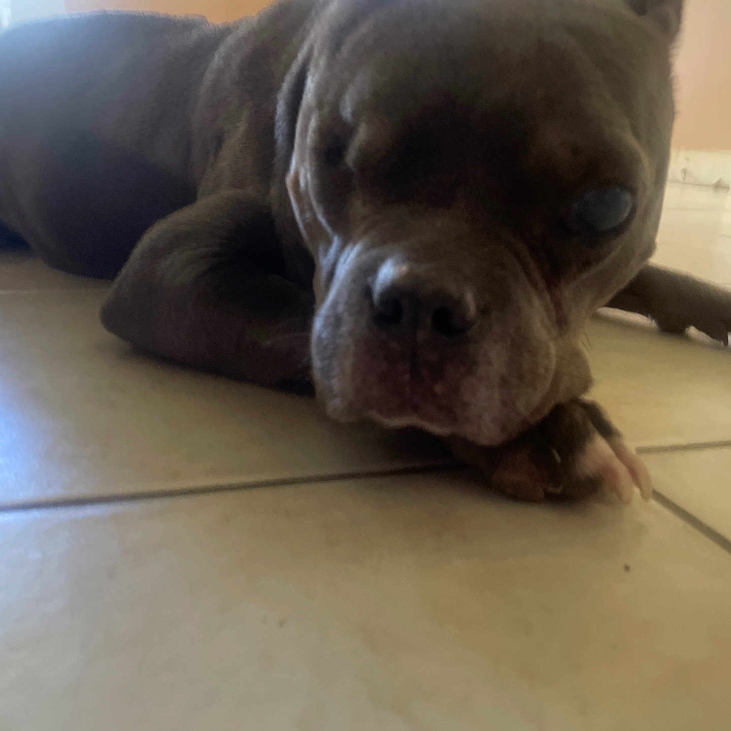 Willow joined the competition — help win amazing prizes! animal, brown_dog, canine, closeup, companion, dog, domestic_animal, ears, floor, indoor, lying_down, muzzle, one_eye_closed, paw, pet, relaxed, resting, sleepy, snout, tile_floor