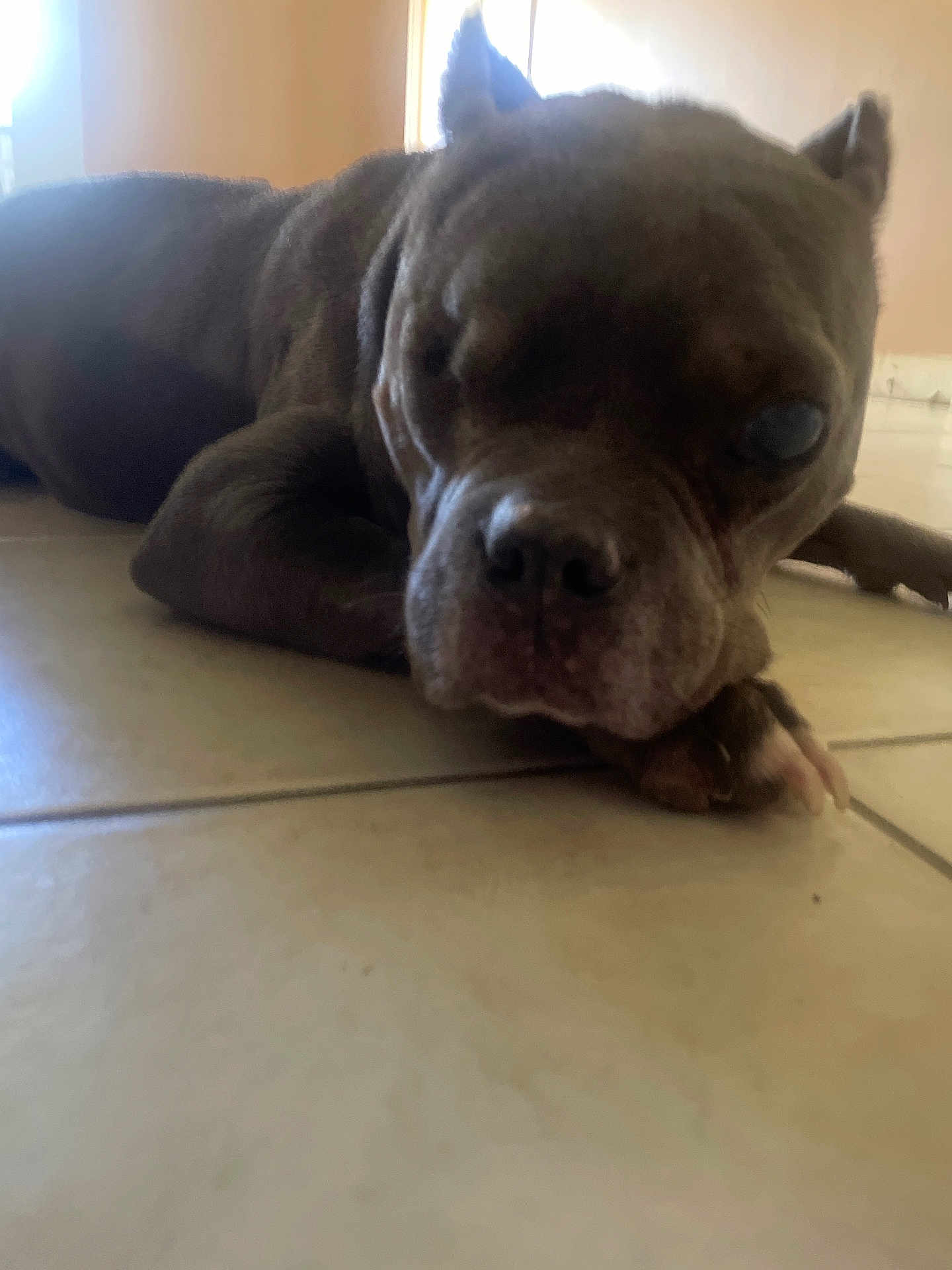Willow joined the competition — help win amazing prizes! dog, pet, animal, lying_down, floor, tile_floor, closeup, indoor, brown_dog, resting, canine, one_eye_closed, relaxed, muzzle, paw, ears, snout, domestic_animal, sleepy, companion
