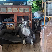 Blu is registered to the contest to win money with this photo: dog, dog_bed, living_room, wooden_floor, wooden_cabinet, plant, potted_plant, fan, couch, furniture, indoor, pet, gray_dog, white_dog, relaxed, home_decor, natural_light, flooring, leaves, comfort