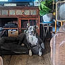 dog, dog_bed, living_room, wooden_floor, wooden_cabinet, plant, potted_plant, fan, couch, furniture, indoor, pet, gray_dog, white_dog, relaxed, home_decor, natural_light, flooring, leaves, comfort