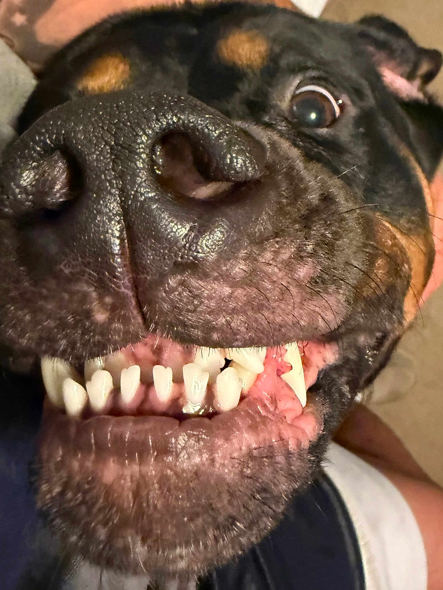 Bojack