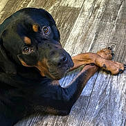 Bojack is registered to the contest to win money with this photo: dog, rottweiler, pet, animal, canine, floor, wooden_floor, paws, crossed_paws, looking_up, indoor, brown, black, fur, close_up, portrait, domestic_animal, companion, relaxed, cute