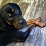 dog, rottweiler, pet, animal, canine, floor, wooden_floor, paws, crossed_paws, looking_up, indoor, brown, black, fur, close_up, portrait, domestic_animal, companion, relaxed, cute