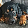 Bojack is registered to the contest to win money with this photo: dog, black_and_tan, paws, couch, resting, pet, canine, fur, nails, blanket, indoors, close_up, animal, companion, relaxed, expression, snout, ears, home, portrait