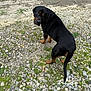 Bojack joined the competition — help win amazing prizes! dog, rottweiler, animal, pet, outdoor, grass, gravel, curious, looking_back, black_and_tan, canine, nature, walk, ground, fur, tail, ears, expression, daylight, muzzle