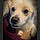 Rocko