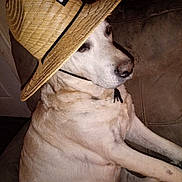 Jaxs is registered to the contest to win money with this photo: animal, brown, canine, companion, couch, cute, dog, domestic_animal, fur, hat, indoor, labrador, pet, portrait, relaxed, resting, side_view, sitting, straw_hat, white