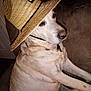animal, brown, canine, companion, couch, cute, dog, domestic_animal, fur, hat, indoor, labrador, pet, portrait, relaxed, resting, side_view, sitting, straw_hat, white