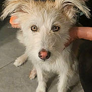 Sophie is registered to the contest to win money with this photo: dog, pet, white_fur, scruffy, ears, animal, canine, floor, hand, close_up, portrait, indoor, cute, fur, muzzle, paw, looking, domestic_animal, friendly, companion