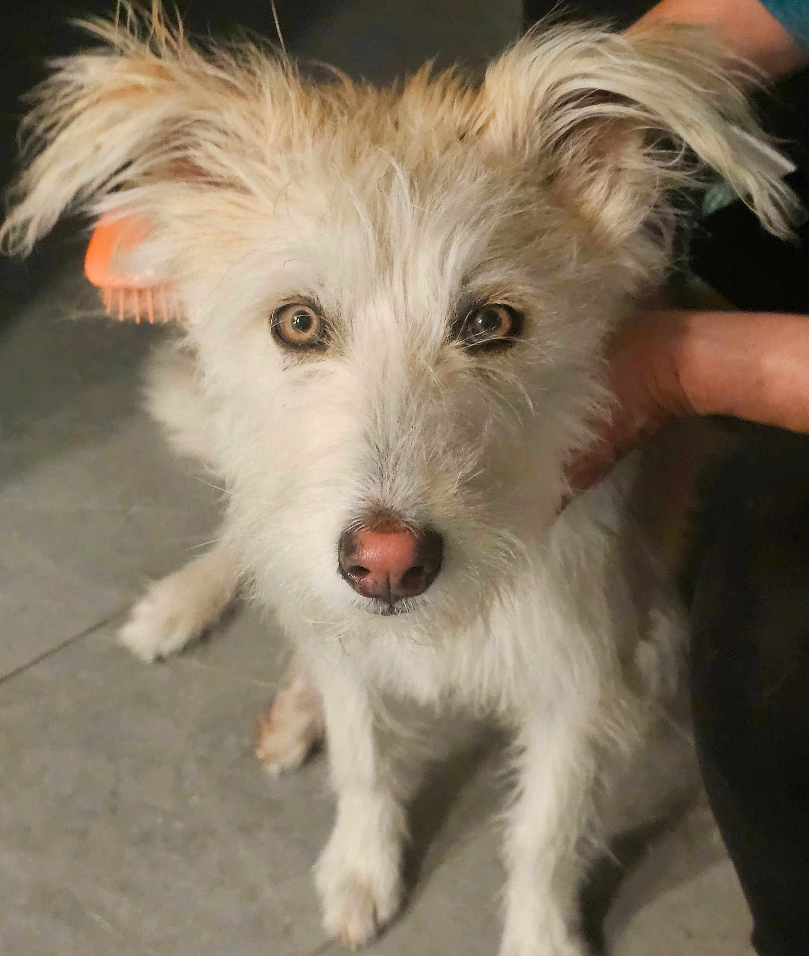 Sophie is registered to the contest to win money with this photo: dog, pet, white_fur, scruffy, ears, animal, canine, floor, hand, close_up, portrait, indoor, cute, fur, muzzle, paw, looking, domestic_animal, friendly, companion