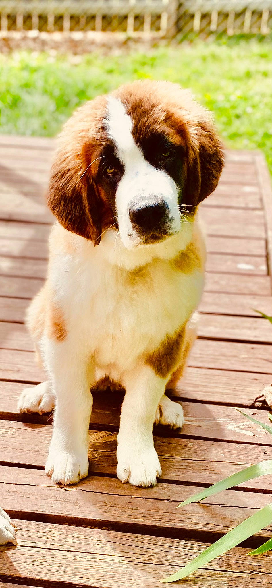 Berkeley is registered to the contest to win money with this photo: brittany, canidae, carnivore, companion_dog, dog, dog_breed, fawn, fur, grass, gun_dog, hardwood, hunting_dog, liver, plank, snout, sporting_group, terrestrial_animal, whiskers, wood, working_dog