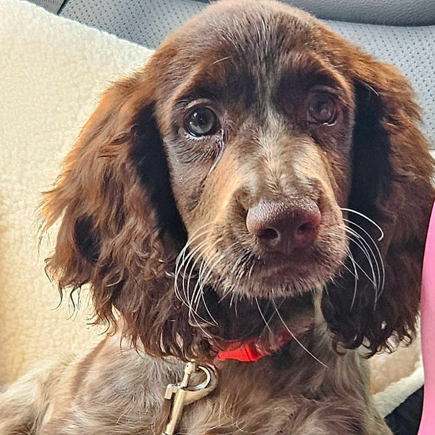 Hazel joined the competition — help win amazing prizes! animal, canine, cockerspaniel, cushion, dog, headrest, homedecor, hound, papillon, pet, poodle, puppy, snout, terrier