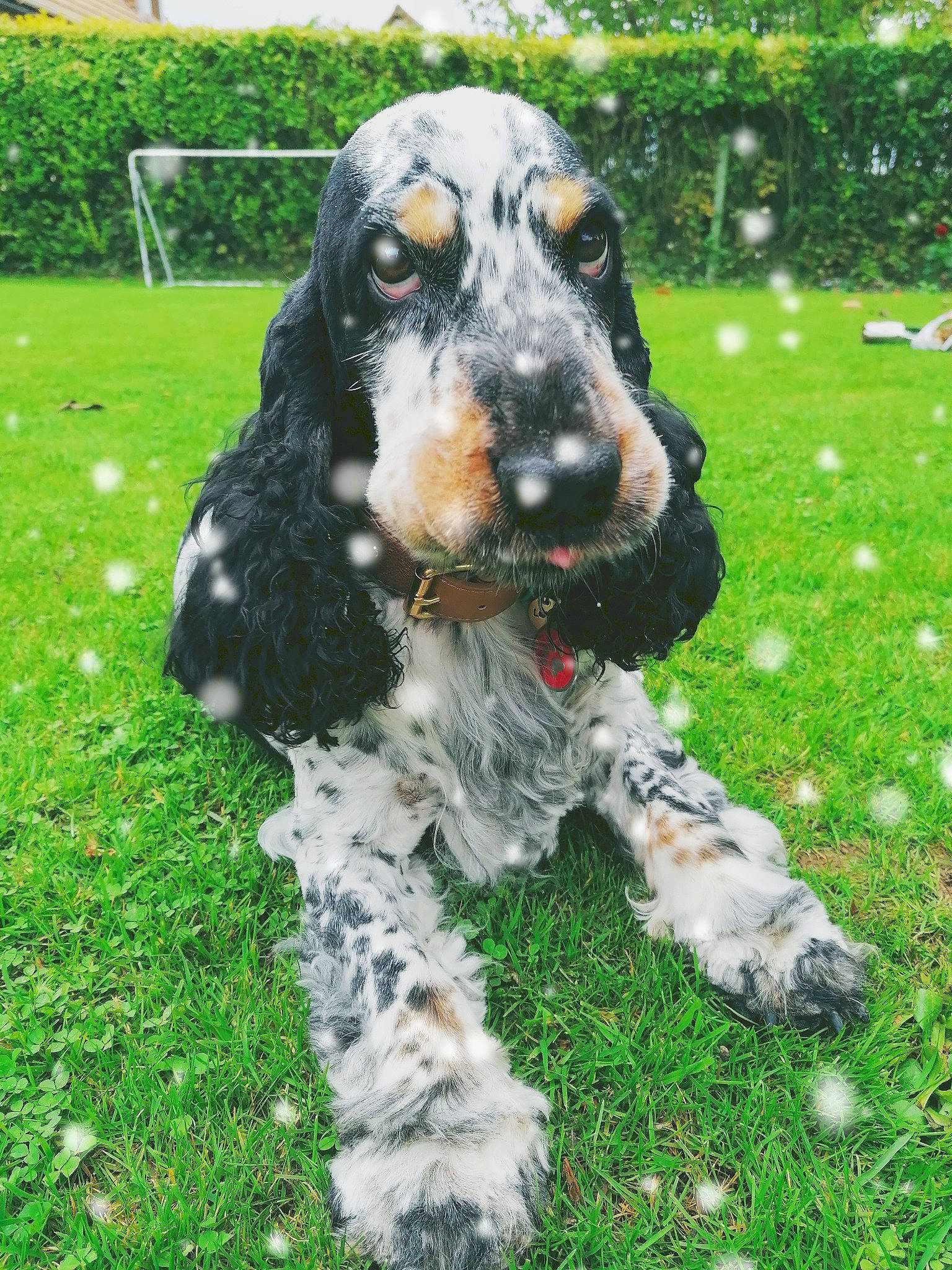 Nobel a rejoint le concours — aidez-le/la à gagner de superbes lots ! basset_bleu_de_gascogne, canidae, carnivore, cocker_spaniel, dog, dog_breed, english_cocker_spaniel, german_spaniel, grand_bleu_de_gascogne, mammal, rare_breed_dog, russian_spaniel, spaniel, sporting_group, vertebrate