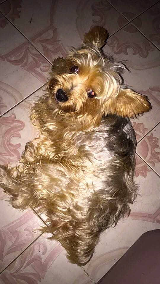 Murphy a rejoint le concours — aidez-le/la à gagner de superbes lots ! australian_silky_terrier, biewer_terrier, canidae, carnivore, companion_dog, dog, dog_breed, glen_of_imaal_terrier, mammal, morkie, puppy, rare_breed_dog, schnoodle, small_terrier, snout, sporting_lucas_terrier, terrier, toy_dog, vertebrate, yorkshire_terrier