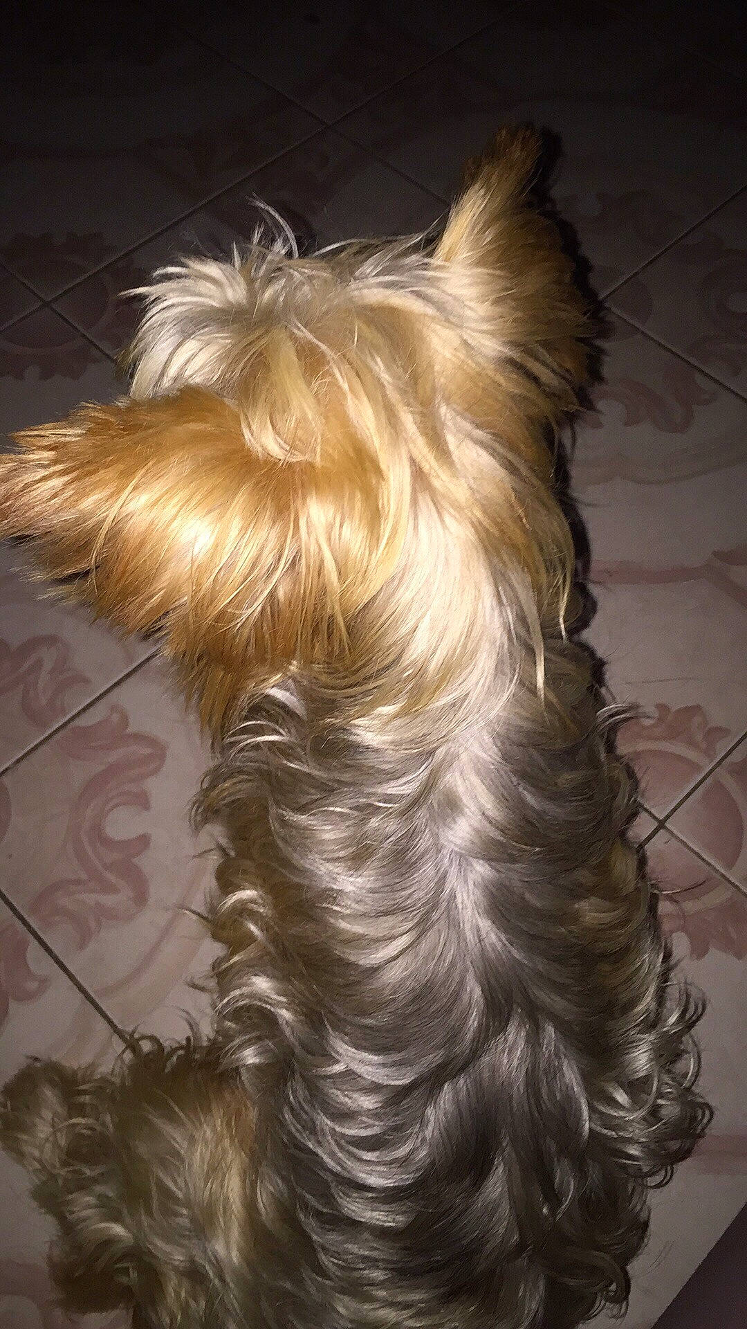 Murphy a rejoint le concours — aidez-le/la à gagner de superbes lots ! australian_silky_terrier, australian_terrier, biewer_terrier, blond, canidae, caramel_color, carnivore, companion_dog, dog, dog_breed, ear, fawn, glen_of_imaal_terrier, hair, liver, rare_breed_dog, small_terrier, terrier, toy_dog, yorkshire_terrier