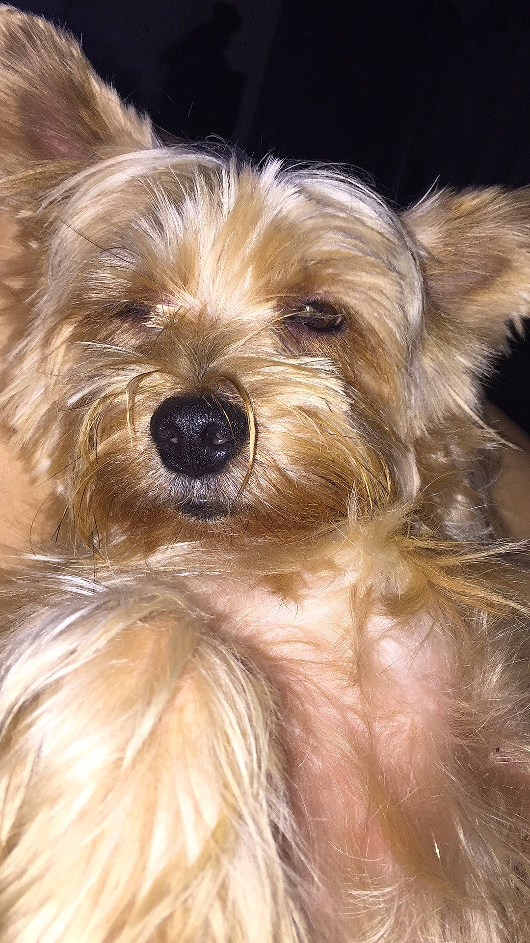 Murphy a rejoint le concours — aidez-le/la à gagner de superbes lots ! australian_silky_terrier, biewer_terrier, cairn_terrier, canidae, carnivore, companion_dog, dog, dog_breed, dutch_smoushond, glen_of_imaal_terrier, mammal, morkie, puppy, pyrenean_shepherd, schnoodle, small_terrier, snout, terrier, vertebrate, yorkshire_terrier