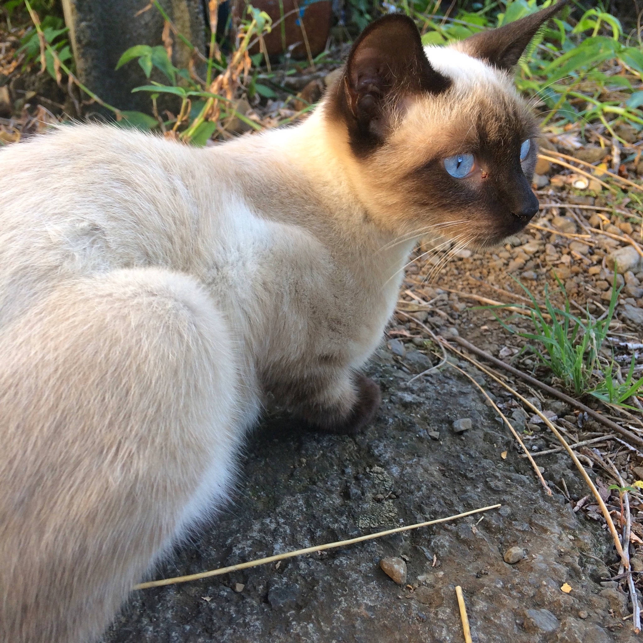 Smiley a rejoint le concours — aidez-le/la à gagner de superbes lots ! balinese, birman, burmese, carnivore, cat, colorpoint_shorthair, eye, felidae, grass, himalayan, mammal, organism, siamese, small_to_medium_sized_cats, snout, thai, tonkinese, vertebrate, whiskers, wildlife