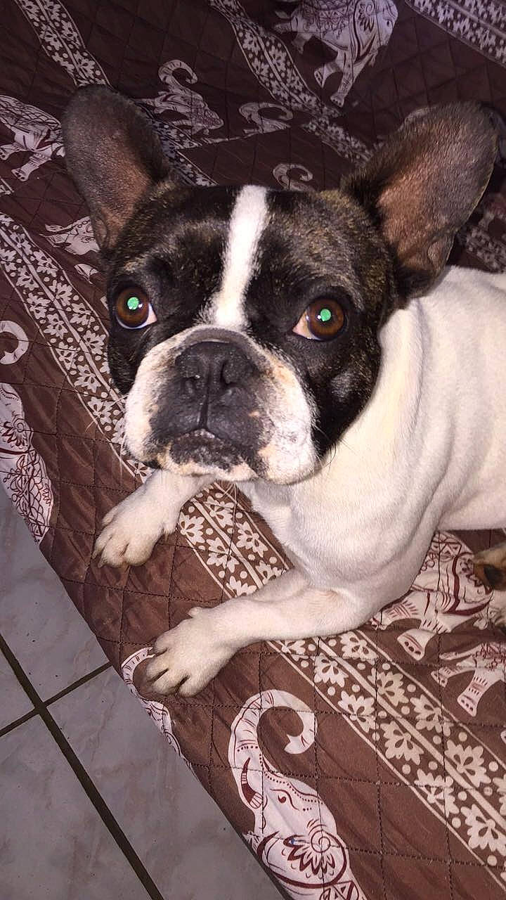 Nushka a rejoint le concours — aidez-le/la à gagner de superbes lots ! ancient_dog_breeds, boston_terrier, bulldog, canidae, carnivore, companion_dog, dog, dog_breed, fawn, french_bulldog, mammal, molosser, non_sporting_group, rare_breed_dog, snout, sporting_group, toy_bulldog, valley_bulldog, vertebrate, whiskers