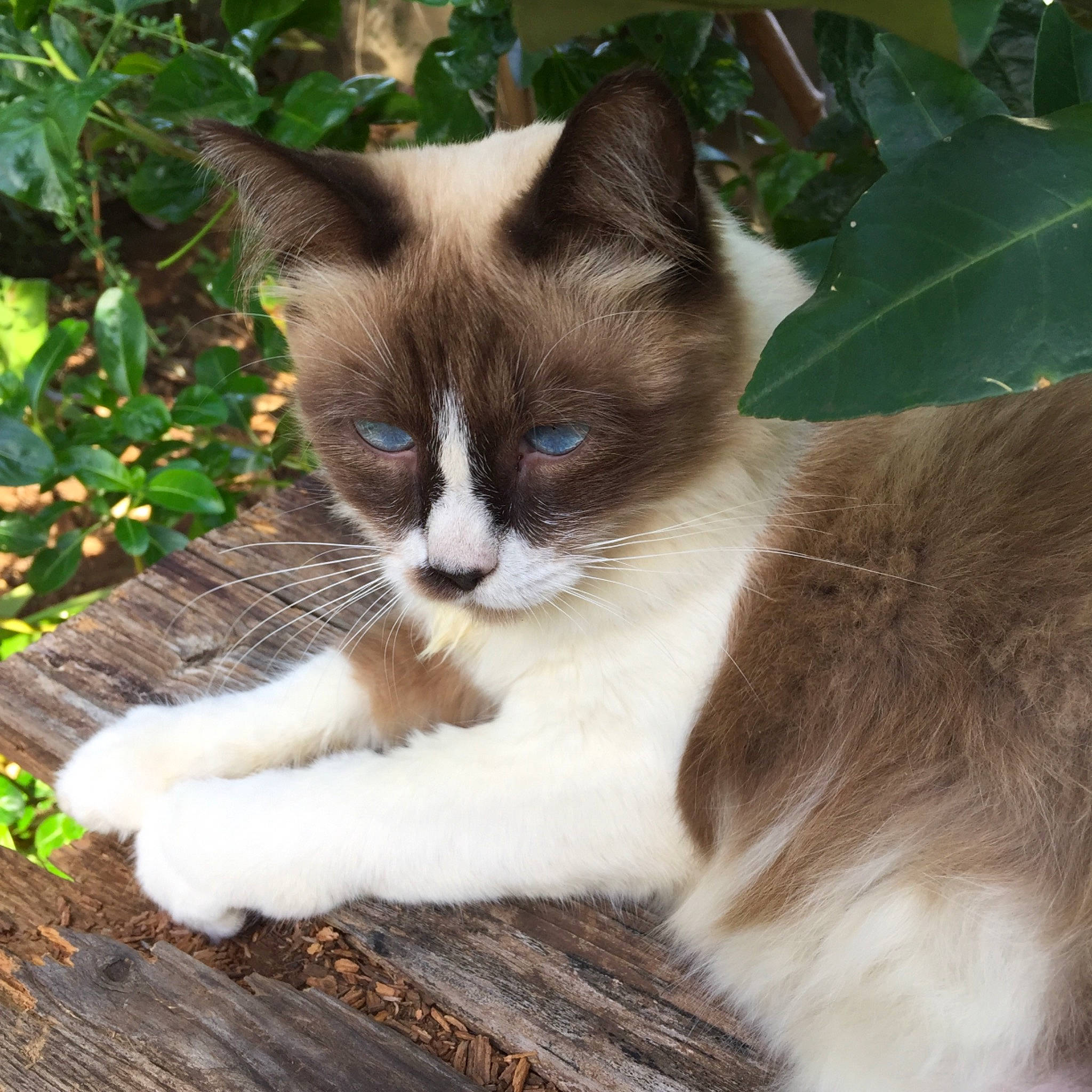 Kiki a rejoint le concours — aidez-le/la à gagner de superbes lots ! aegean_cat, carnivore, cat, domestic_short_haired_cat, fawn, felidae, kitten, mammal, ojos_azules, plant, polydactyl_cat, ragdoll, small_to_medium_sized_cats, snowshoe, tree, whiskers