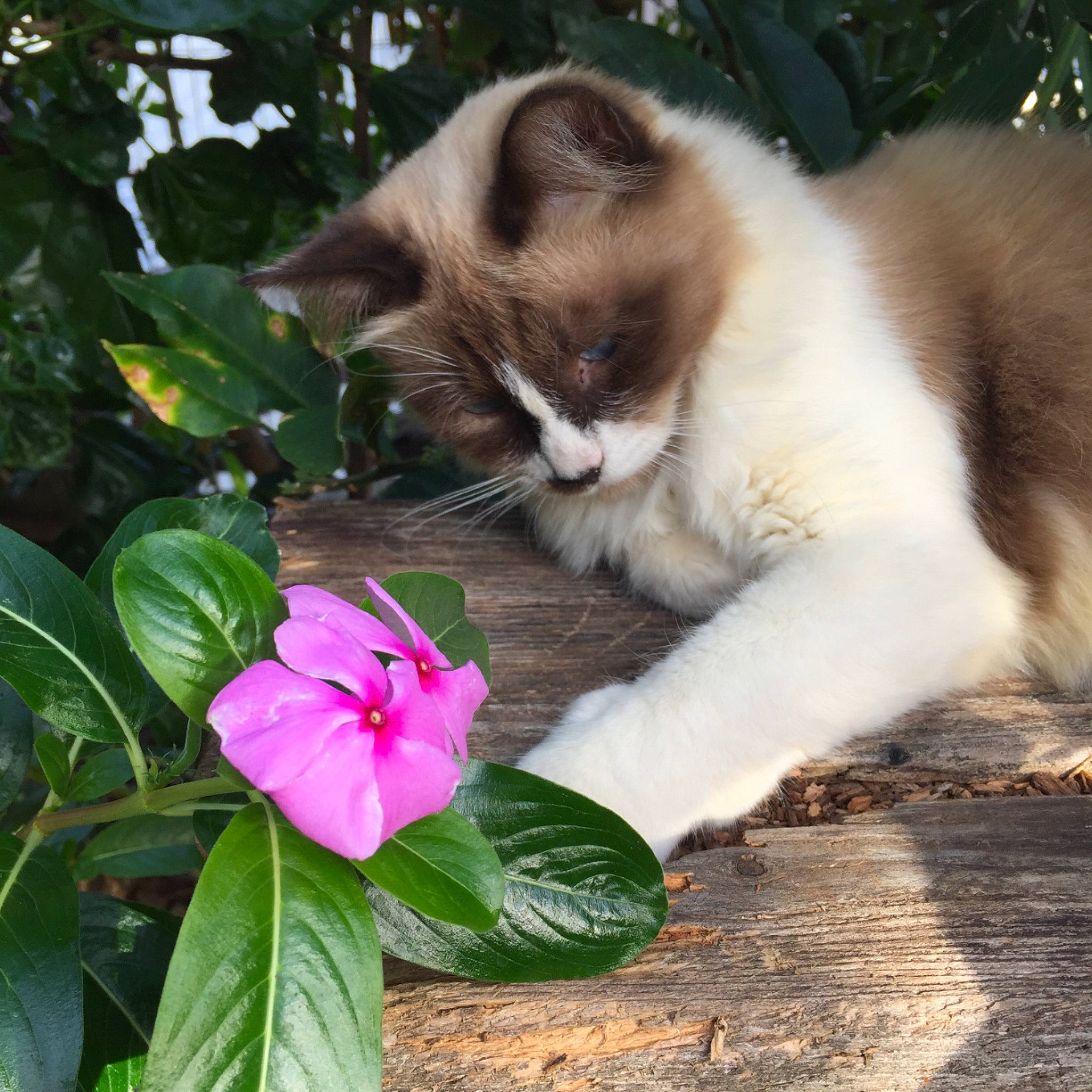 Kiki a rejoint le concours — aidez-le/la à gagner de superbes lots ! balinese, birman, carnivore, cat, fawn, felidae, flower, fur, kitten, norwegian_forest_cat, plant, ragamuffin, ragdoll, small_to_medium_sized_cats, snowshoe, whiskers