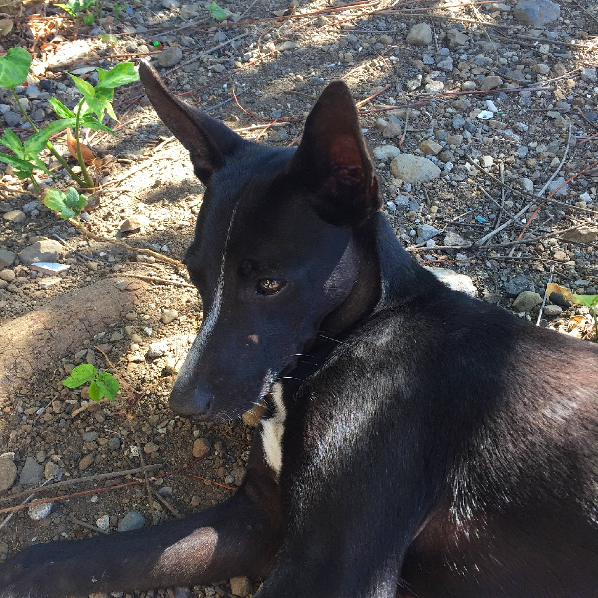 Noir participe au concours pour gagner de l'argent avec cette photo : australian_kelpie, canidae, carnivore, dog, dog_breed, formosan_mountain_dog, hunting_dog, mammal, rare_breed_dog, vertebrate