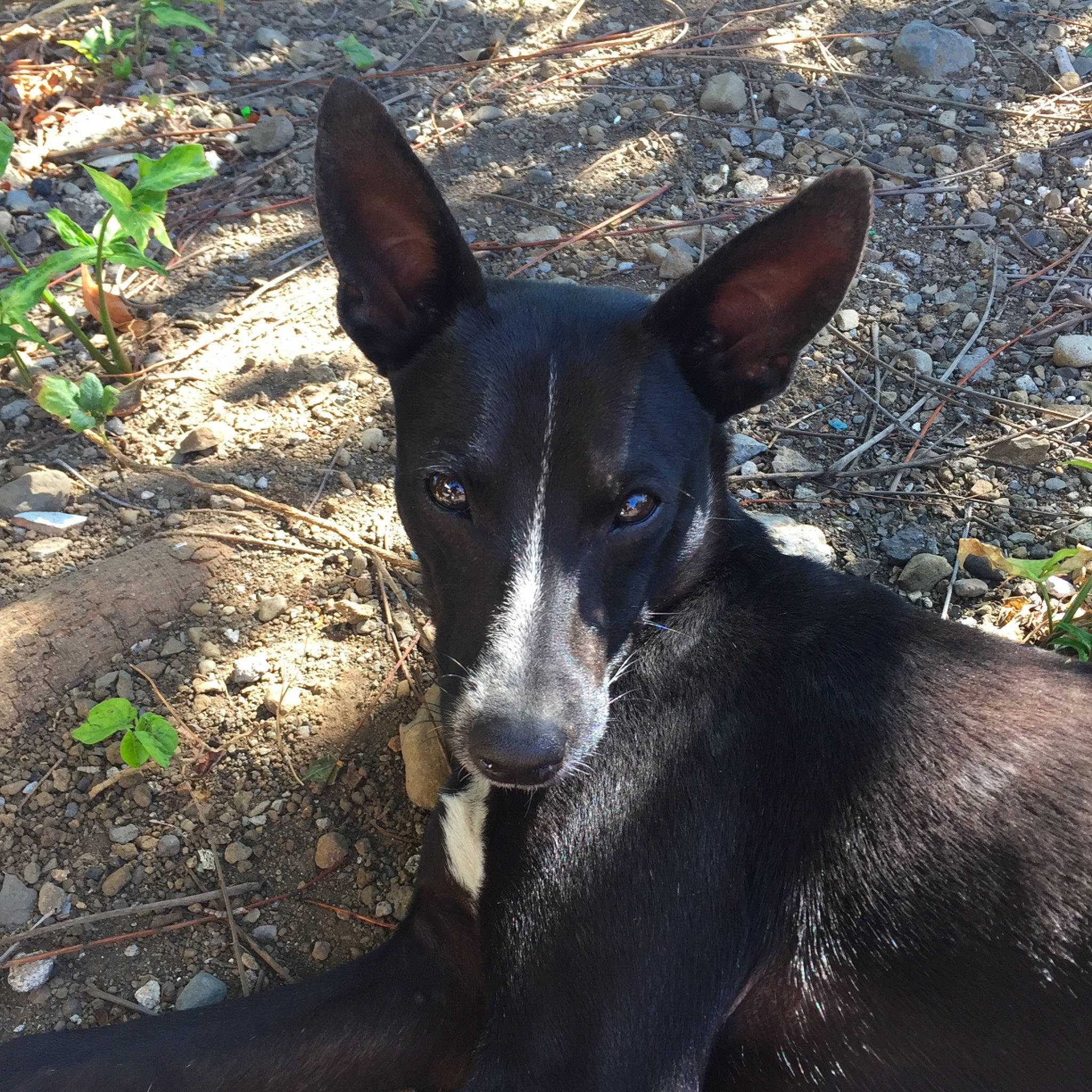 Noir a rejoint le concours — aidez-le/la à gagner de superbes lots ! canidae, carnivore, dog, dog_breed, feist, hunting_dog, ibizan_hound, mammal, mcnab, teddy_roosevelt_terrier, vertebrate