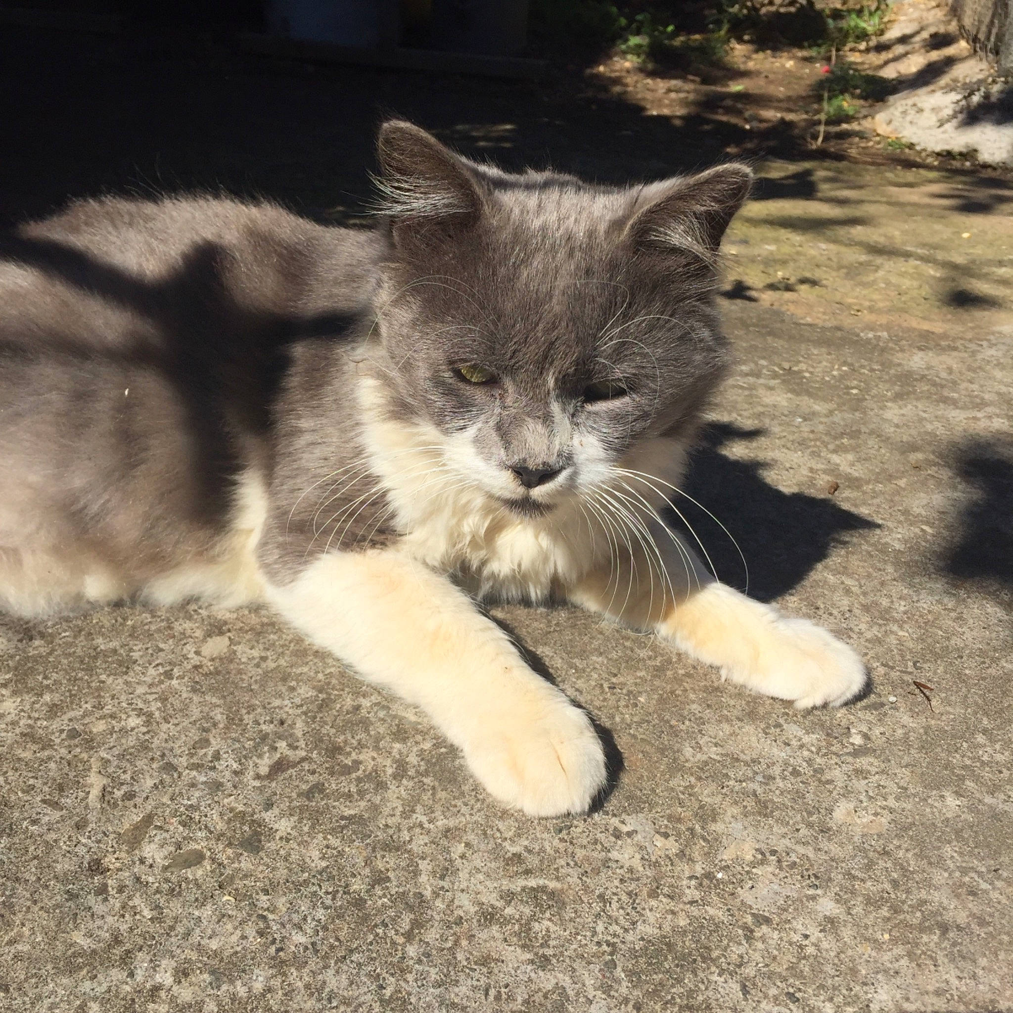 Carlos a rejoint le concours — aidez-le/la à gagner de superbes lots ! carnivore, cat, domestic_short_haired_cat, european_shorthair, fawn, felidae, kitten, mammal, polydactyl_cat, small_to_medium_sized_cats, tail, whiskers