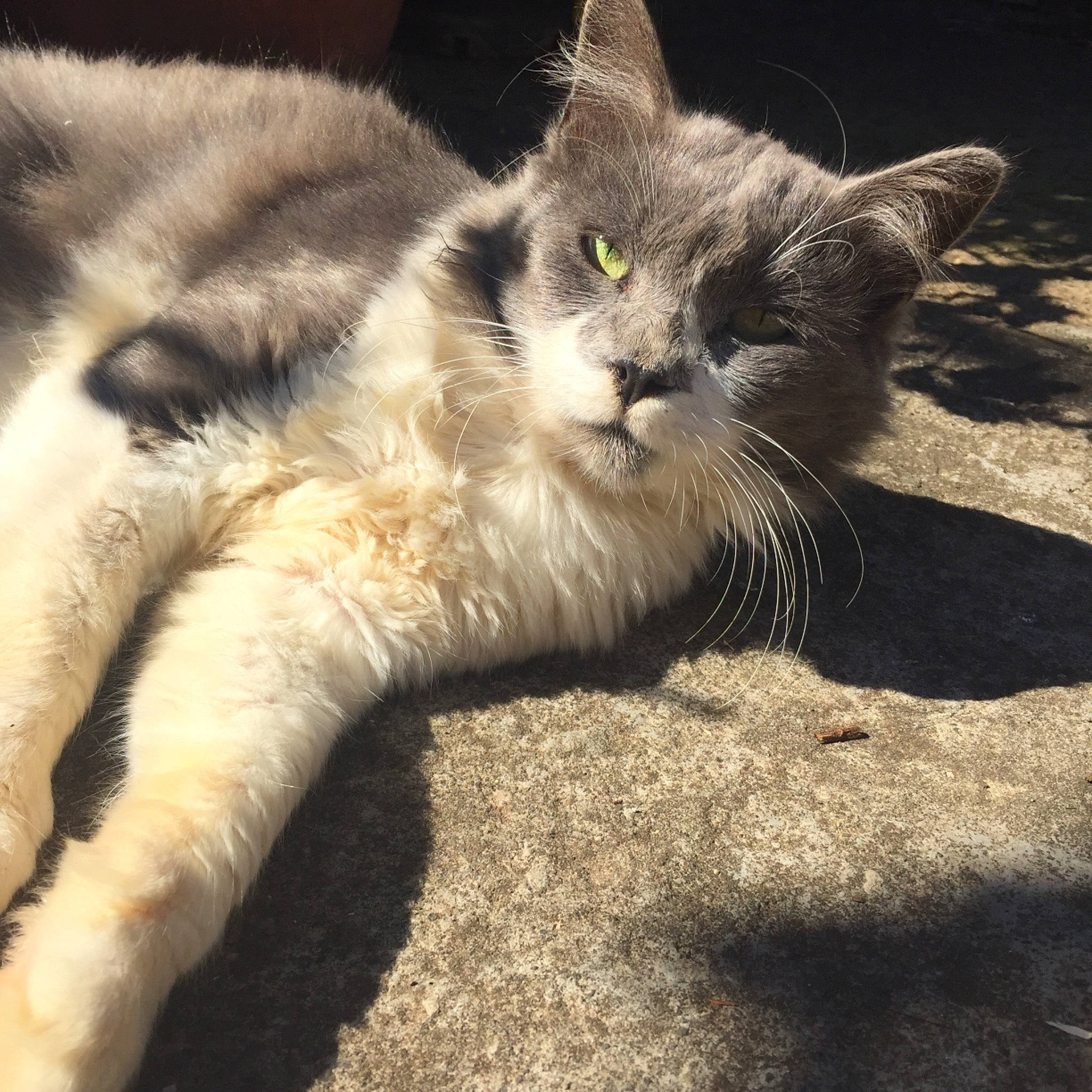 Carlos participe au concours pour gagner de l'argent avec cette photo : aegean_cat, asian, carnivore, cat, claw, domestic_long_haired_cat, domestic_short_haired_cat, european_shorthair, fawn, felidae, fur, kitten, mammal, ojos_azules, paw, polydactyl_cat, small_to_medium_sized_cats, snout, tail, whiskers