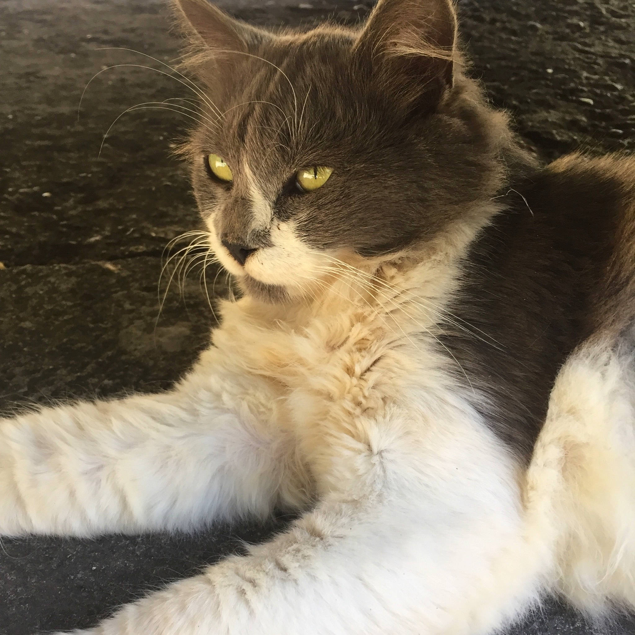 Carlos participe au concours pour gagner de l'argent avec cette photo : aegean_cat, american_wirehair, asian, carnivore, cat, domestic_long_haired_cat, domestic_short_haired_cat, european_shorthair, eye, fawn, felidae, fur, kitten, mammal, polydactyl_cat, small_to_medium_sized_cats, snout, tail, vertebrate, whiskers