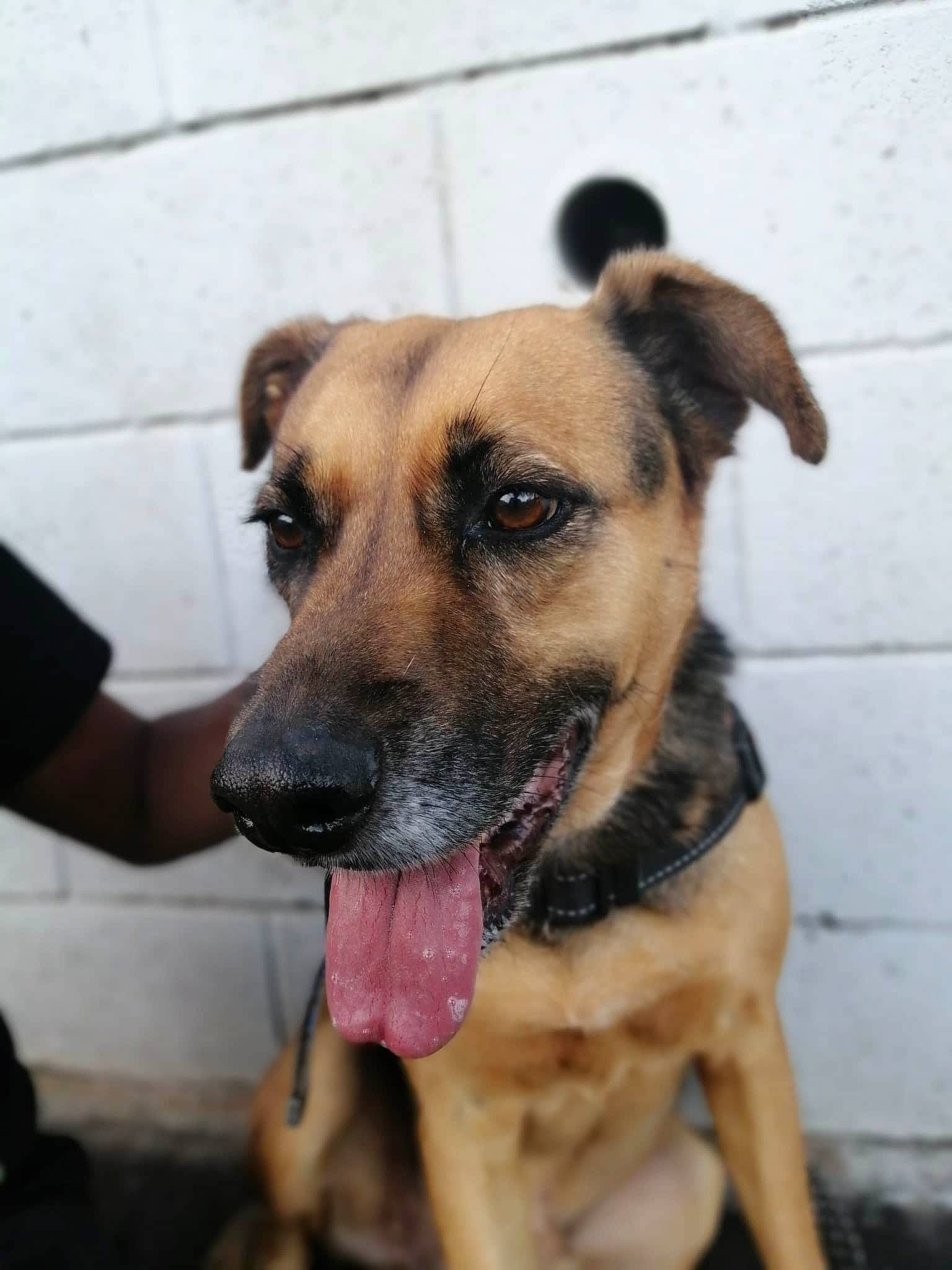 Fox participe au concours pour gagner de l'argent avec cette photo : black_mouth_cur, canidae, carnivore, dog, dog_breed, ear, fawn, german_shepherd_dog, mammal, potcake_dog, snout, sporting_group, street_dog, vertebrate, whiskers