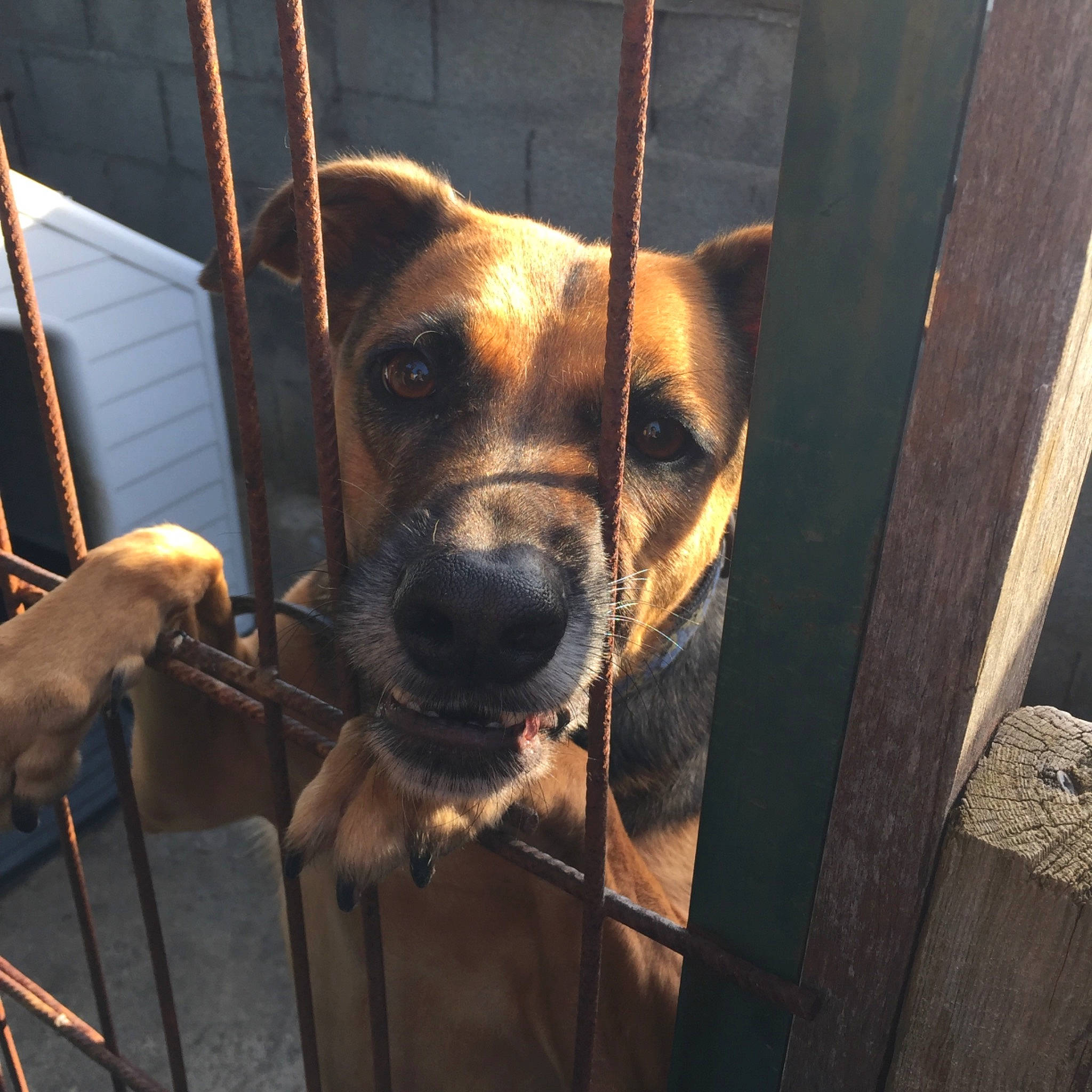 Fox participe au concours pour gagner de l'argent avec cette photo : alano_espanol, animal_shelter, black_mouth_cur, canidae, carnivore, dog, dog_breed, fawn, mammal, snout, sporting_group, tosa