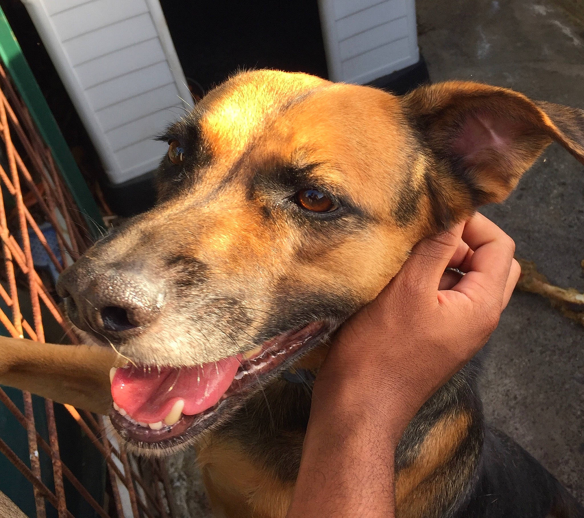 Fox participe au concours pour gagner de l'argent avec cette photo : aspin, black_mouth_cur, canidae, carnivore, companion_dog, dog, dog_breed, ear, eye, fawn, feist, mammal, mountain_cur, nose, potcake_dog, rare_breed_dog, snout, street_dog, vertebrate, whiskers