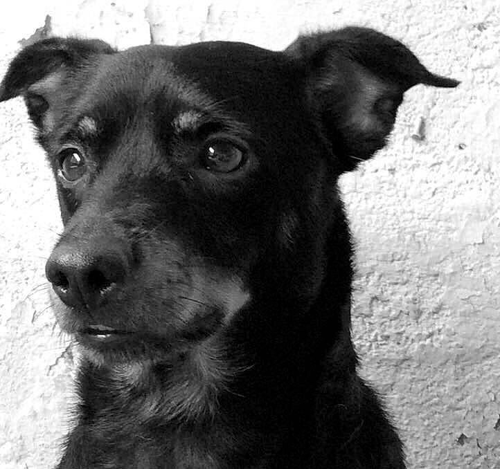 Filou participe au concours pour gagner de l'argent avec cette photo : black, black_and_tan_terrier, black_and_white, canidae, carnivore, dog, dog_breed, ear, eye, feist, mammal, nose, patterdale_terrier, potcake_dog, puppy, rare_breed_dog, snout, sporting_group, street_dog, whiskers