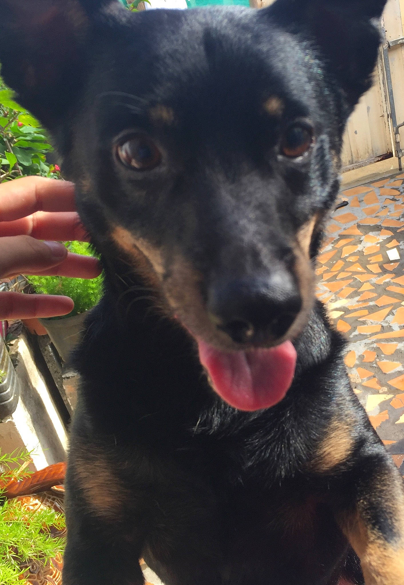 Filou a rejoint le concours — aidez-le/la à gagner de superbes lots ! australian_kelpie, beauceron, black_and_tan_terrier, canidae, carnivore, dog, dog_breed, ear, english_toy_terrier, german_pinscher, huntaway, lancashire_heeler, mammal, rare_breed_dog, snout, toy_manchester_terrier, vertebrate