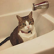 Chloe joined the competition — help win amazing prizes! cat, bathtub, pet, indoor, curious, feline, collar, striped_fur, white_fur, brown_fur, animal, domestic_cat, bathroom, water_faucet, sitting, looking, closeup, cute, whiskers, ears