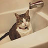 cat, bathtub, pet, indoor, curious, feline, collar, striped_fur, white_fur, brown_fur, animal, domestic_cat, bathroom, water_faucet, sitting, looking, closeup, cute, whiskers, ears