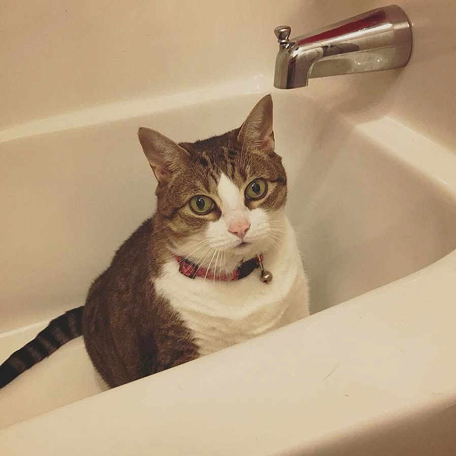 Chloe joined the competition — help win amazing prizes! cat, bathtub, pet, indoor, curious, feline, collar, striped_fur, white_fur, brown_fur, animal, domestic_cat, bathroom, water_faucet, sitting, looking, closeup, cute, whiskers, ears