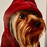 dog, hoodie, pet, portrait, fur, cute, animal, closeup, red_clothing, mammal, face, looking_away, long_hair, small_dog, indoors, expression, adorable, fashion, cozy, wearing_clothes