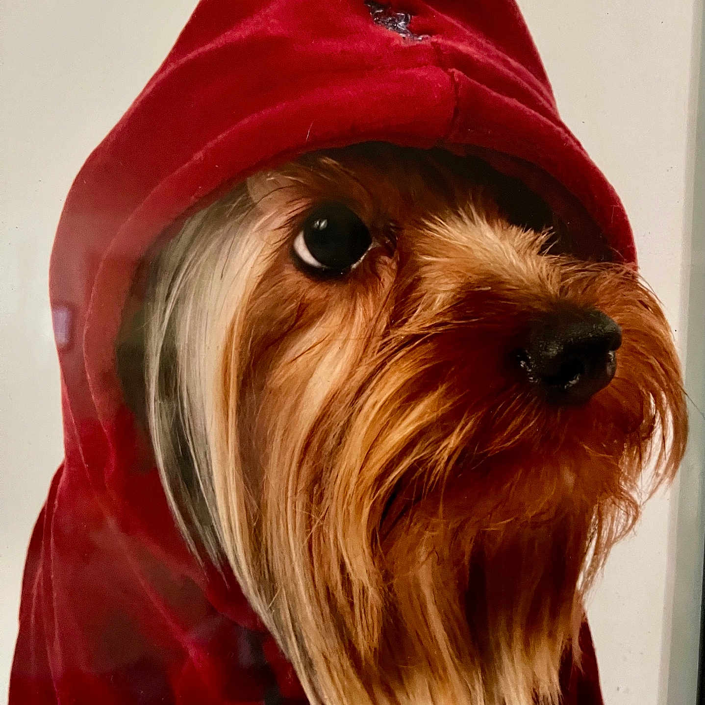 D Angelo joined the competition — help win amazing prizes! dog, hoodie, pet, portrait, fur, cute, animal, closeup, red_clothing, mammal, face, looking_away, long_hair, small_dog, indoors, expression, adorable, fashion, cozy, wearing_clothes
