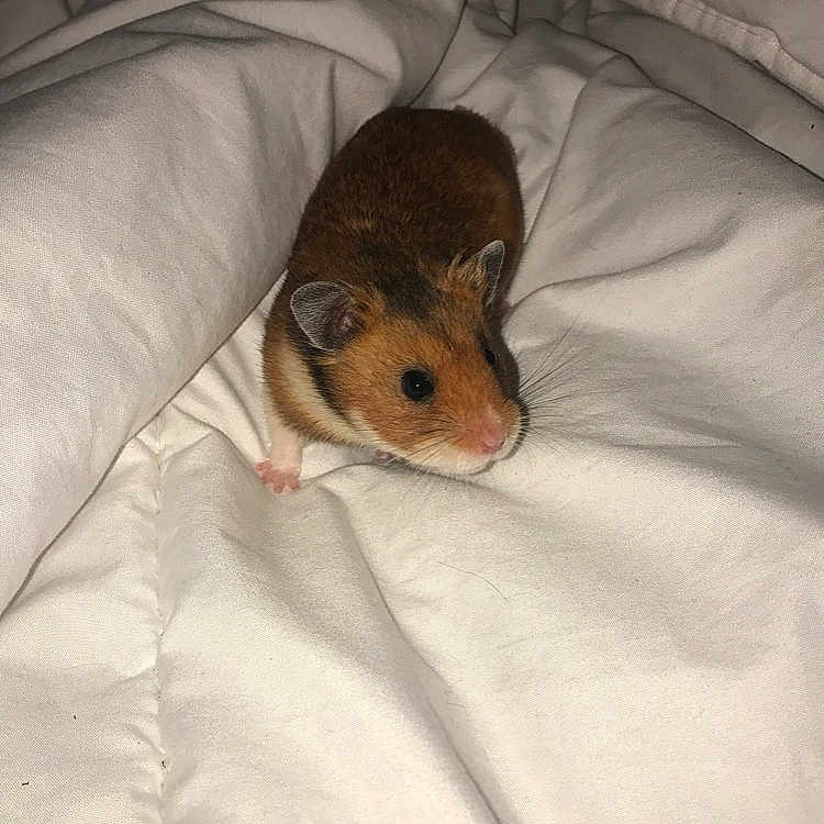 Ratatouille